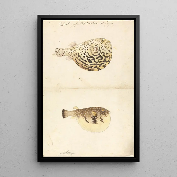 Two globefish - Luigi Balugani — framed artwork on a wall