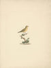 Bird unidentified - Luigi Balugani — artwork view