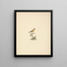 Bird unidentified - Luigi Balugani — framed artwork on a wall