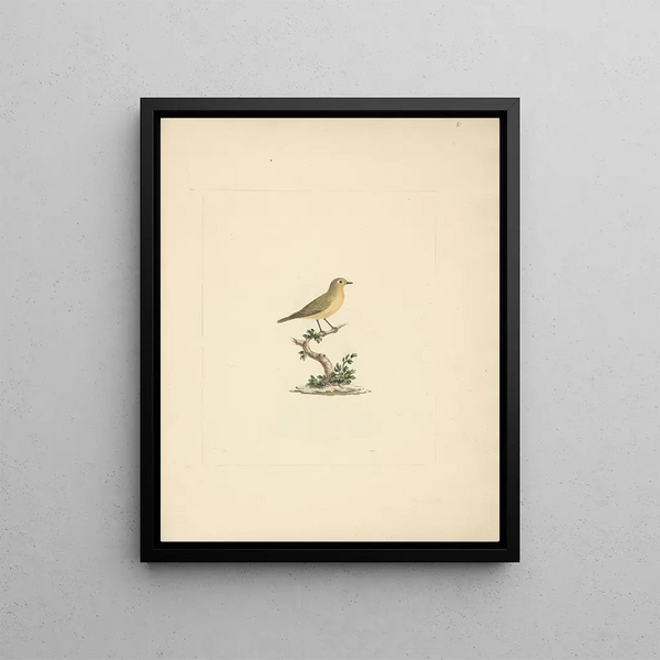 Bird unidentified - Luigi Balugani — framed artwork on a wall
