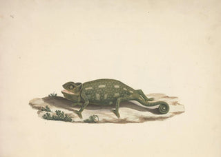 Luigi Balugani - Unidentified Chameleon.webp