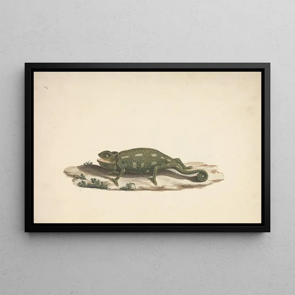 Unidentified Chameleon Painting - Luigi Balugani — framed artwork on a wall