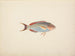 Fish unidentified - Luigi Balugani — artwork view