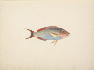 Fish unidentified - Luigi Balugani — artwork view