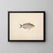 Fish unidentified - Luigi Balugani — framed artwork on a wall