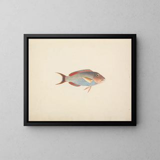 Fish unidentified - Luigi Balugani — framed artwork on a wall