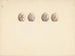 Sand dollar painting unidentified - Luigi Balugani — artwork view