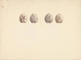 Sand dollar painting unidentified - Luigi Balugani — artwork view