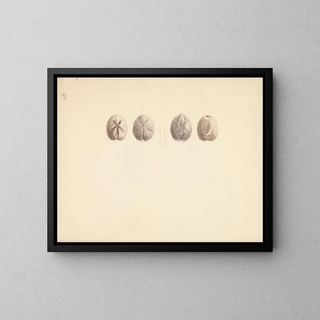 Sand dollar painting unidentified - Luigi Balugani — framed artwork on a wall