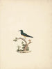 Unidentified Souimanga Painting - Luigi Balugani — artwork view