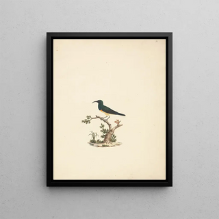 Luigi Balugani - Unidentified Sunbird.webp