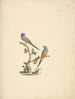 Uraeginthus bengals - Luigi Balugani — artwork view