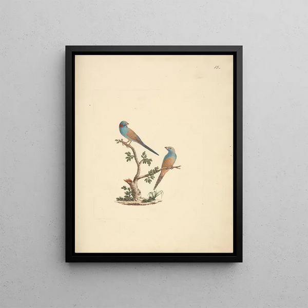 Uraeginthus bengals - Luigi Balugani — framed artwork on a wall