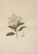 Vernonia amygdalina Del - Luigi Balugani — artwork view