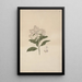 Vernonia amygdalina Del - Luigi Balugani — framed artwork on a wall