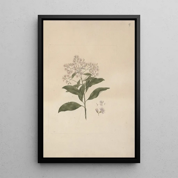 Vernonia amygdalina Del - Luigi Balugani — framed artwork on a wall
