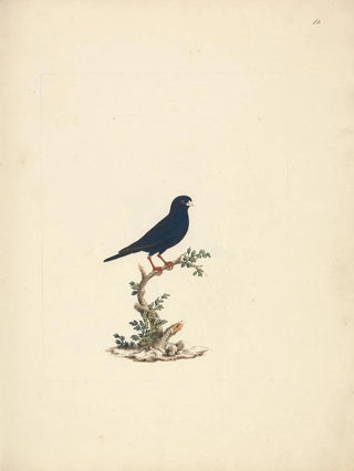 Luigi Balugani - Vidua chalybeata.webp