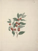 Ziziphus abyssinica Un Riche - Luigi Balugani — artwork view