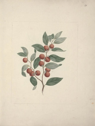 Luigi Balugani - Ziziphus abyssinica A Rich.webp