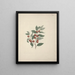 Ziziphus abyssinica Un Riche - Luigi Balugani — framed artwork on a wall