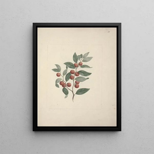 Ziziphus abyssinica Un Riche - Luigi Balugani — framed artwork on a wall