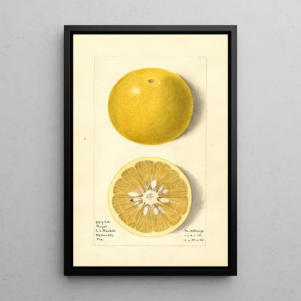 Citrus paradisi Royal - M Strange — framed artwork on a wall