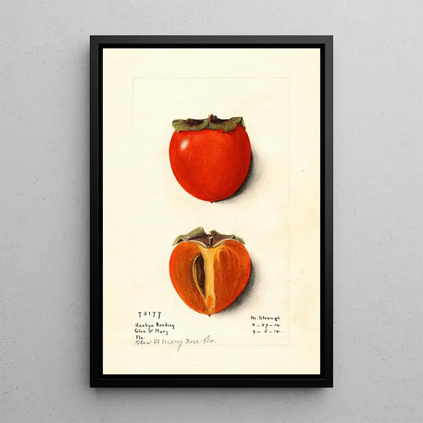 Diospyros Hachiya Roeding - M Strange — framed artwork on a wall