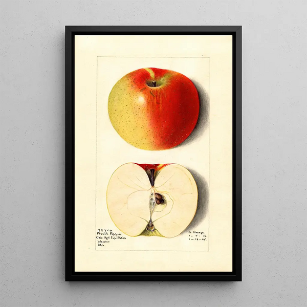 Malus domestica French Pippin - M Strange — framed artwork on a wall