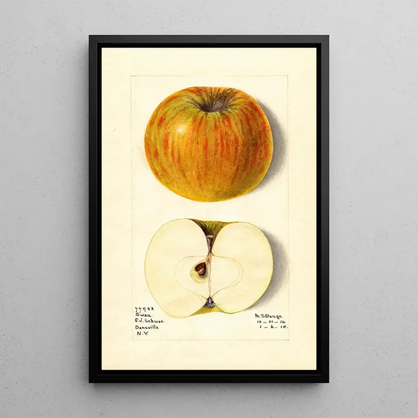 Malus domestica Swan - M Strange — framed artwork on a wall