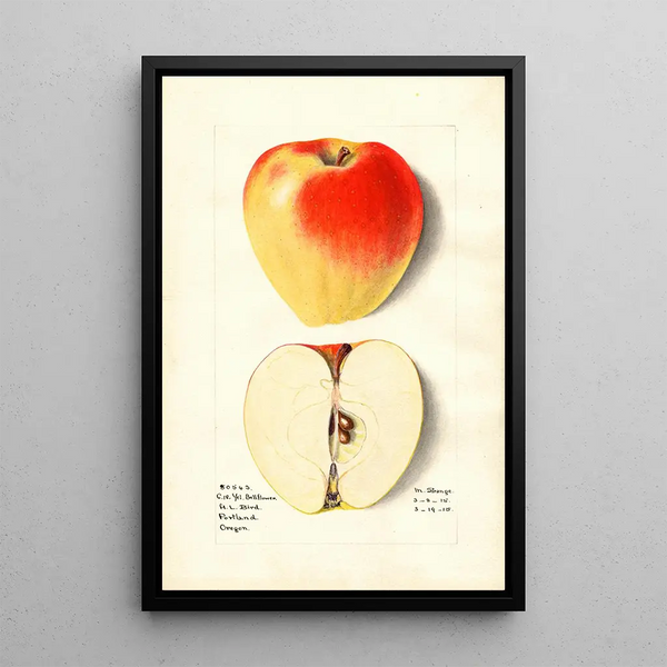 Malus domestica Yellow Bellflower - M Strange — framed artwork on a wall