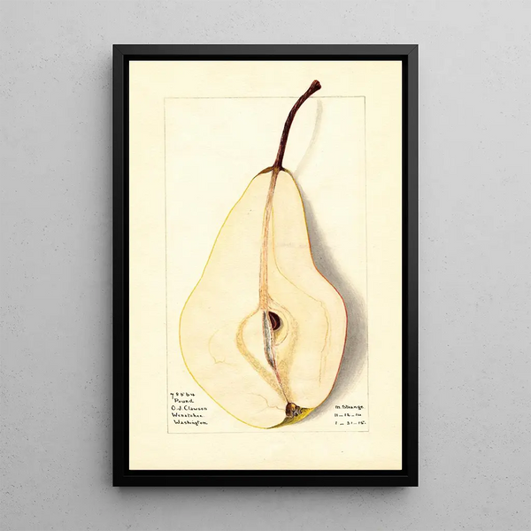 Pyrus communis Pound - M Strange — framed artwork on a wall