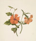 Yellow Chinese Rose Bush Painting Rosa Chinensis Lutea - M. de Gijselaar — artwork view
