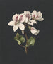 Pelargonium album bicolor painting - M. de Gijselaar — artwork view