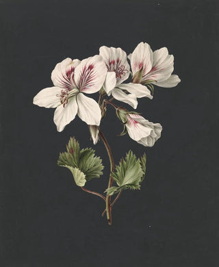 M de Gijselaar - Pelargonium album bicolor.webp