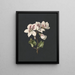 Pelargonium album bicolor painting - M. de Gijselaar — framed artwork on a wall