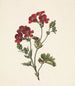 Red Flower Painting - M. de Gijselaar — artwork view