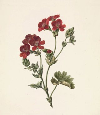 M de Gijselaar - Rode bloem.webp