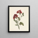 Red Flower Painting - M. de Gijselaar — framed artwork on a wall