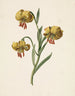 Branch with three yellow lilies - M. de Gijselaar — artwork view