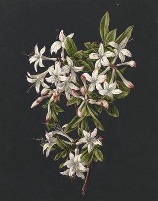 M de Gijselaar - Tak van een bloeiende azalea.webp