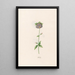 Ackele - Magdalena Rosina Funck — framed artwork on a wall