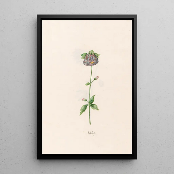 Ackele - Magdalena Rosina Funck — framed artwork on a wall