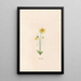 Aconite - Magdalena Rosina Funck — framed artwork on a wall