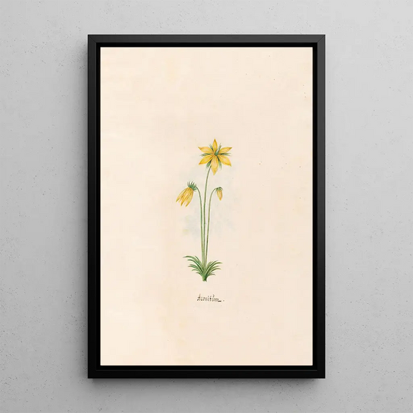 Aconite - Magdalena Rosina Funck — framed artwork on a wall