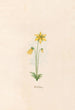 Aconite - Magdalena Rosina Funck — artwork view