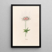 Anémone - Magdalena Rosina Funck — framed artwork on a wall