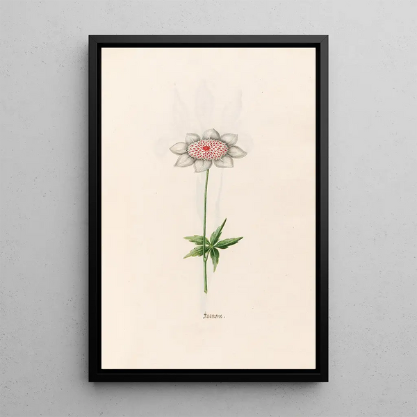 Anémone - Magdalena Rosina Funck — framed artwork on a wall