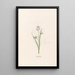 Asphodèle - Magdalena Rosina Funck — framed artwork on a wall