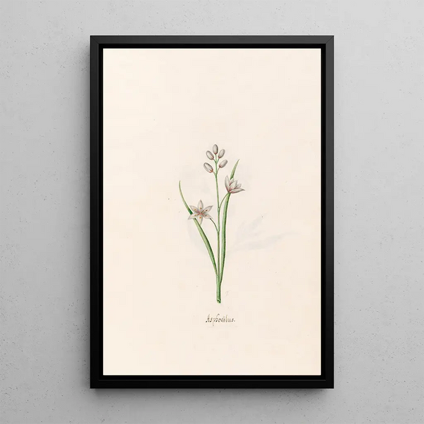 Asphodèle - Magdalena Rosina Funck — framed artwork on a wall
