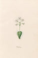 Baerobren - Magdalena Rosina Funck — artwork view
